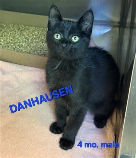 Danhausen - Domestic Short Hair