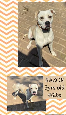 Razor image 1