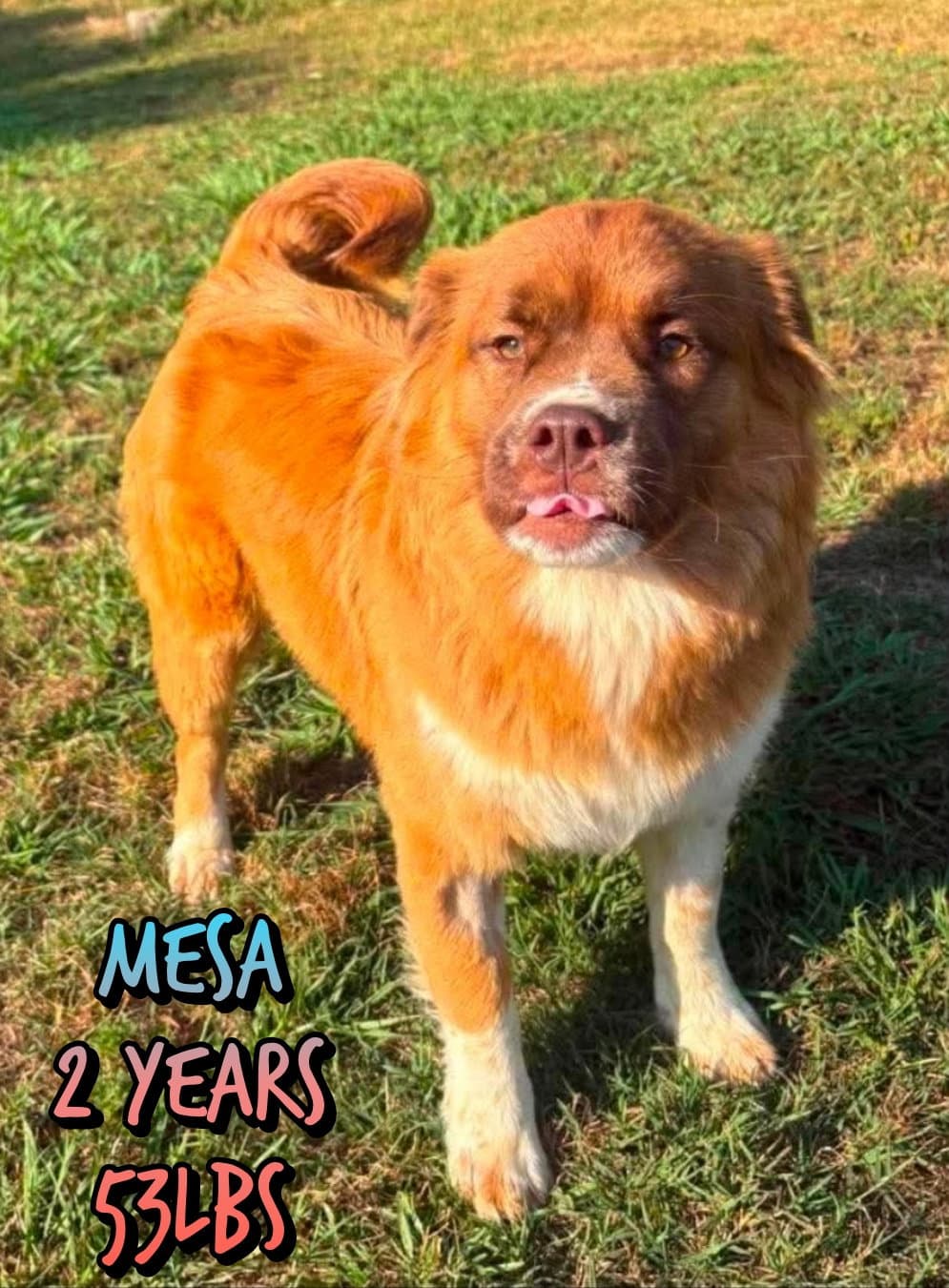 Mesa - Unknown