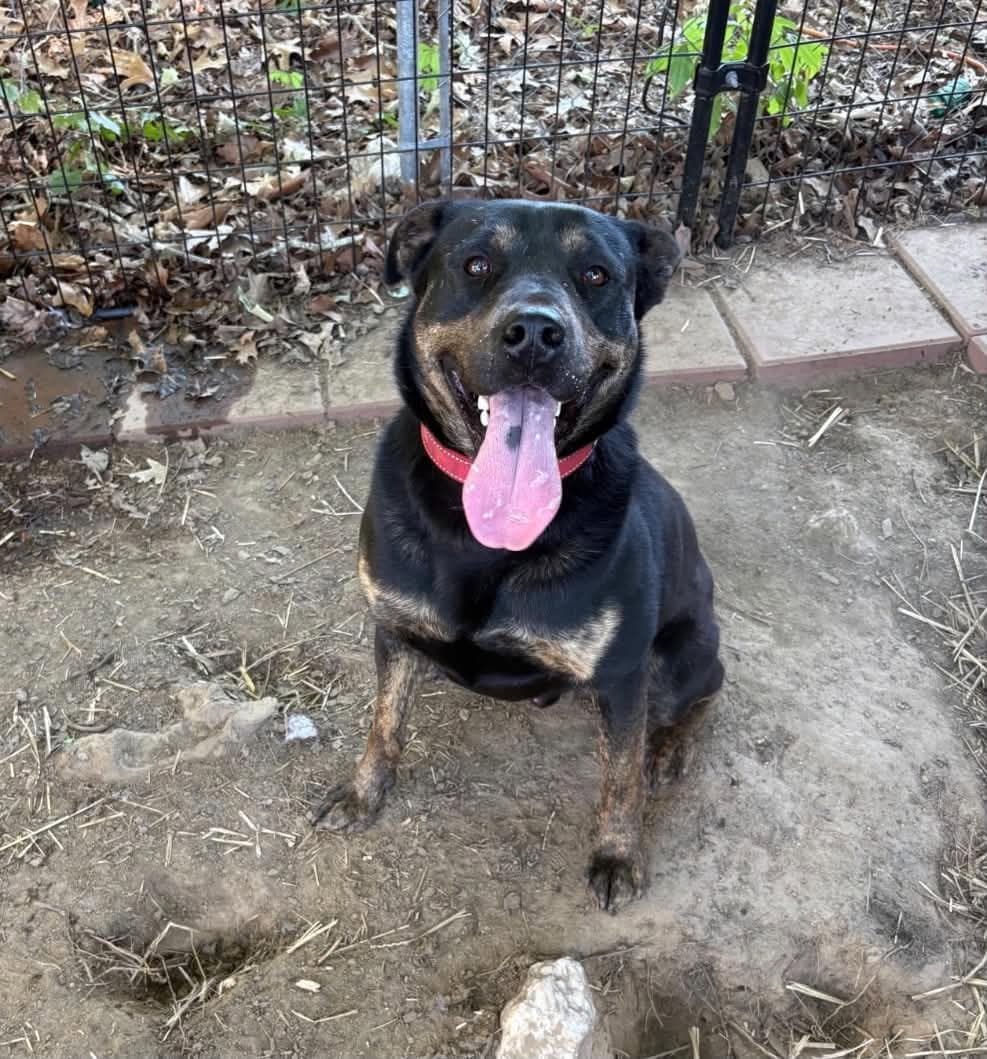 Bullet - Rottweiler