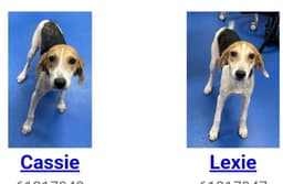 Cassie image 1