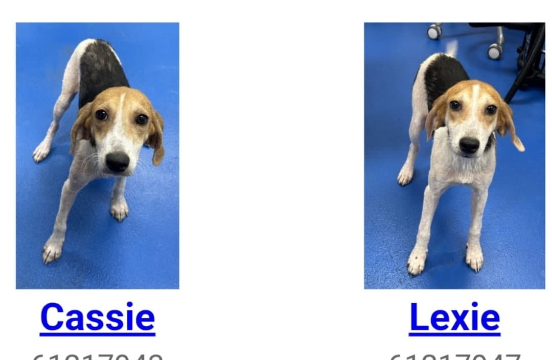 Lexie - Hound
