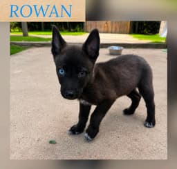 Rowan image 1