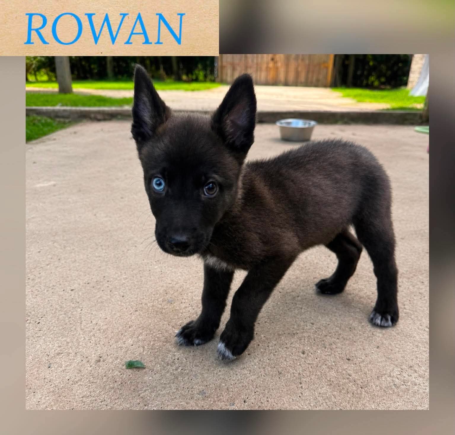 Rowan - German Shepherd Dog