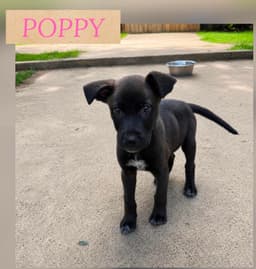 Poppy image 1