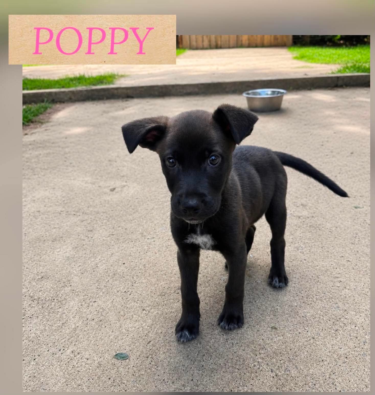 Poppy - German Shepherd Dog