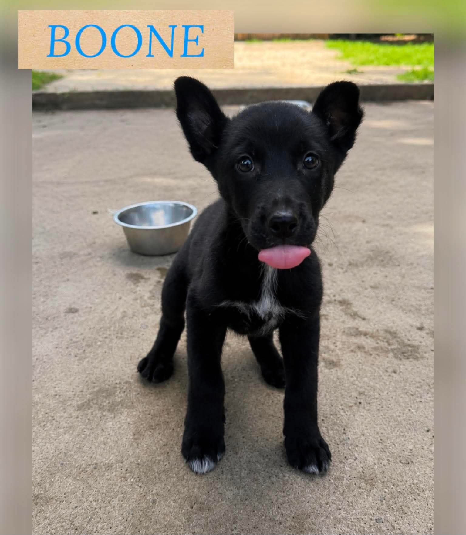 Boone - German Shepherd Dog