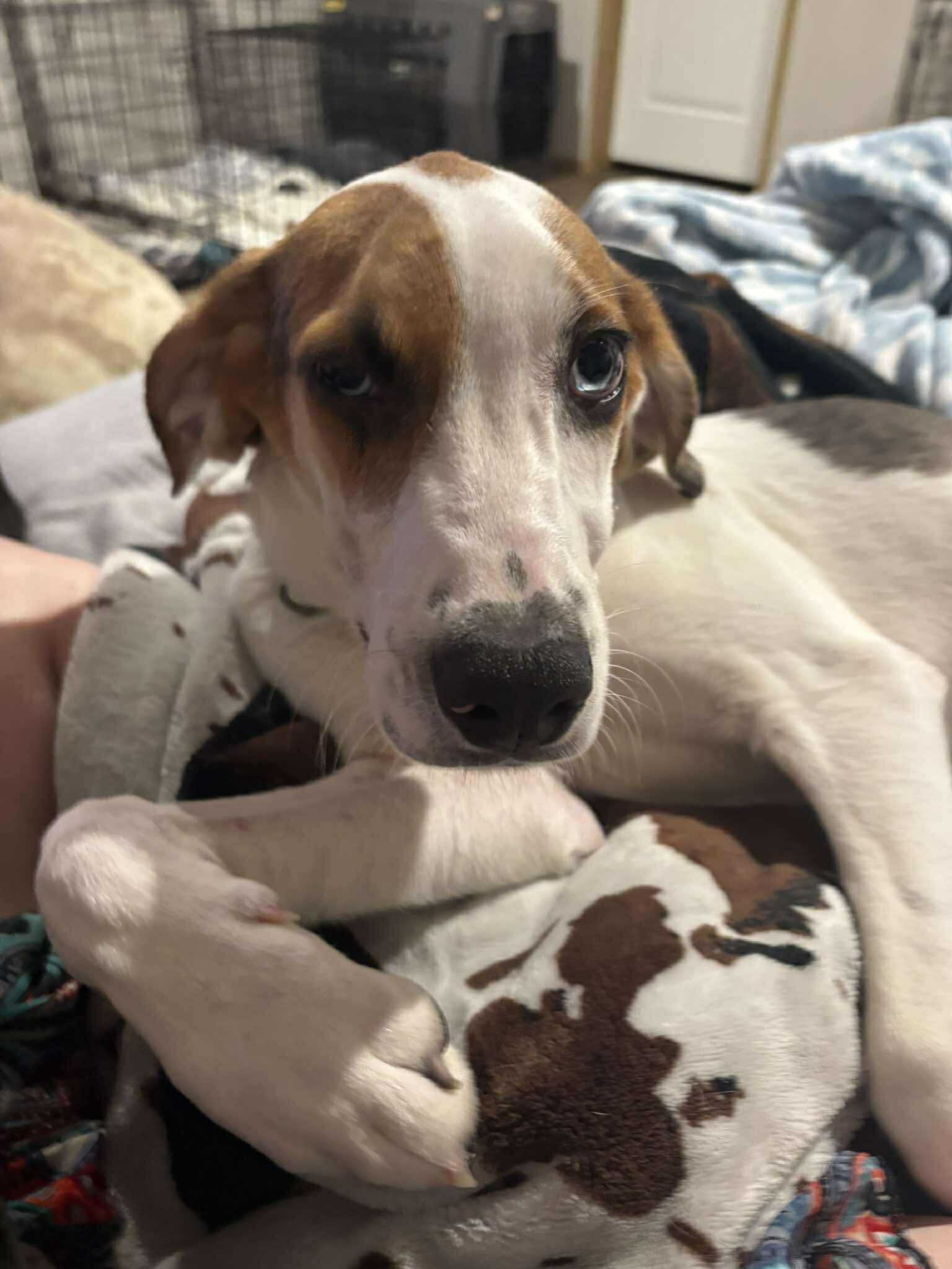 Ned Flanders - Hound