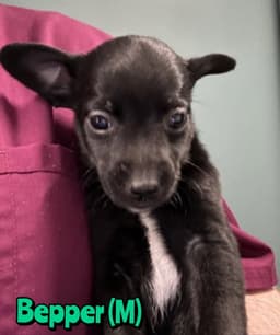 Bepper image 1