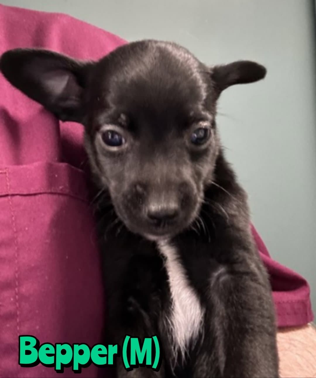 Bepper - Chihuahua