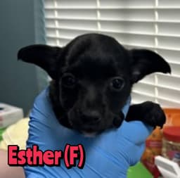 Esther image 1