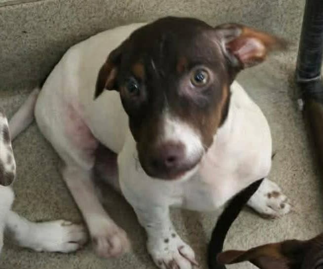 Bentley - Pointer