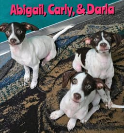 Darla image 1