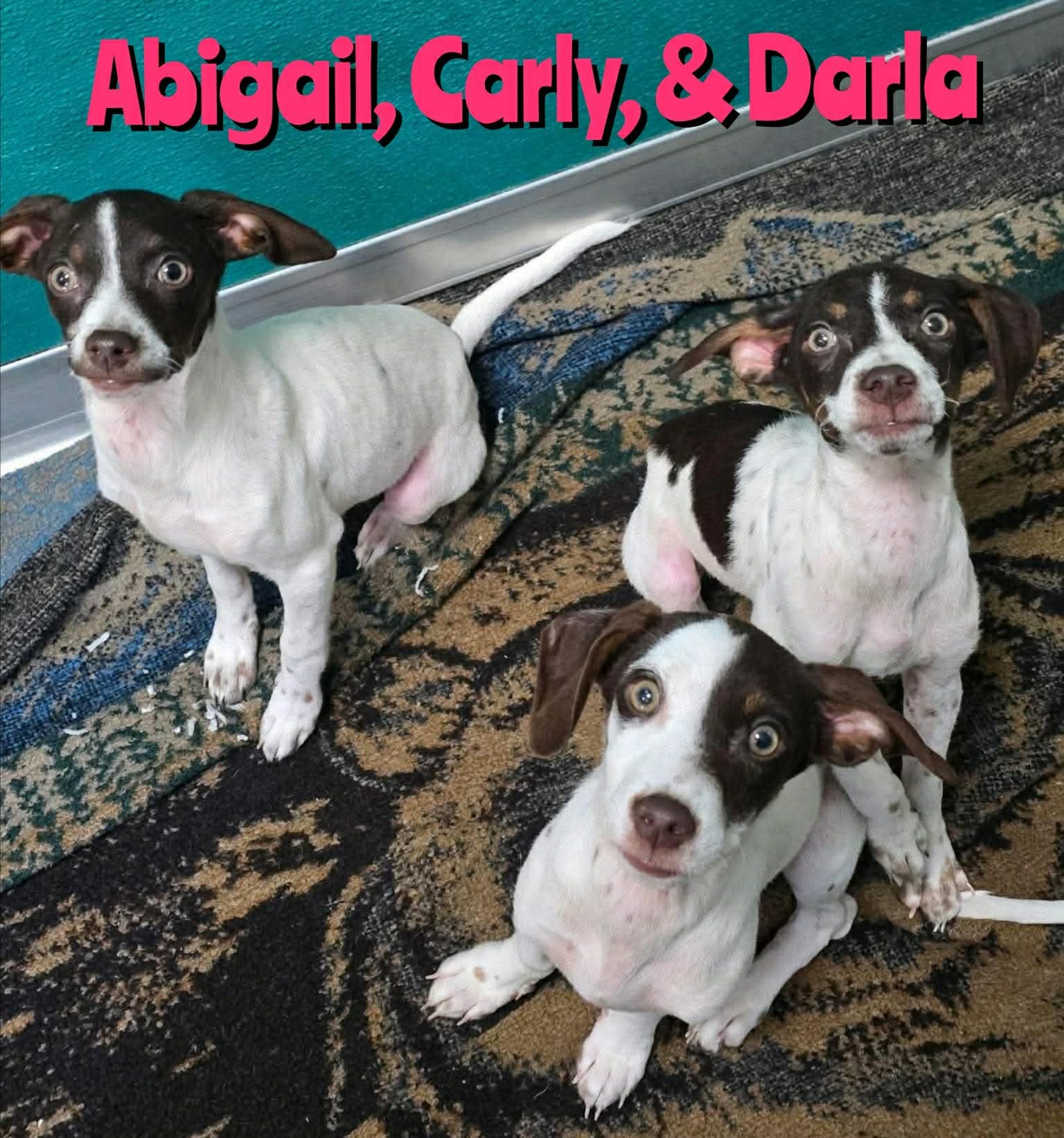 Darla - Pointer