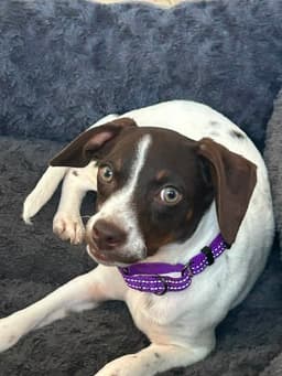 Darla image 2