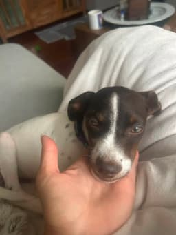 Darla image 3