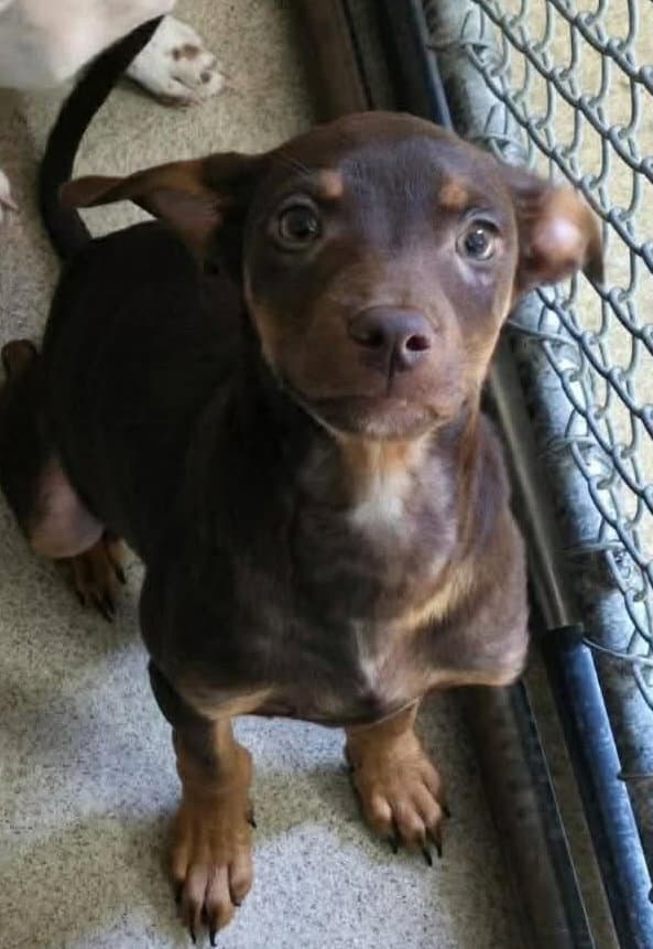 Franklin - Pointer