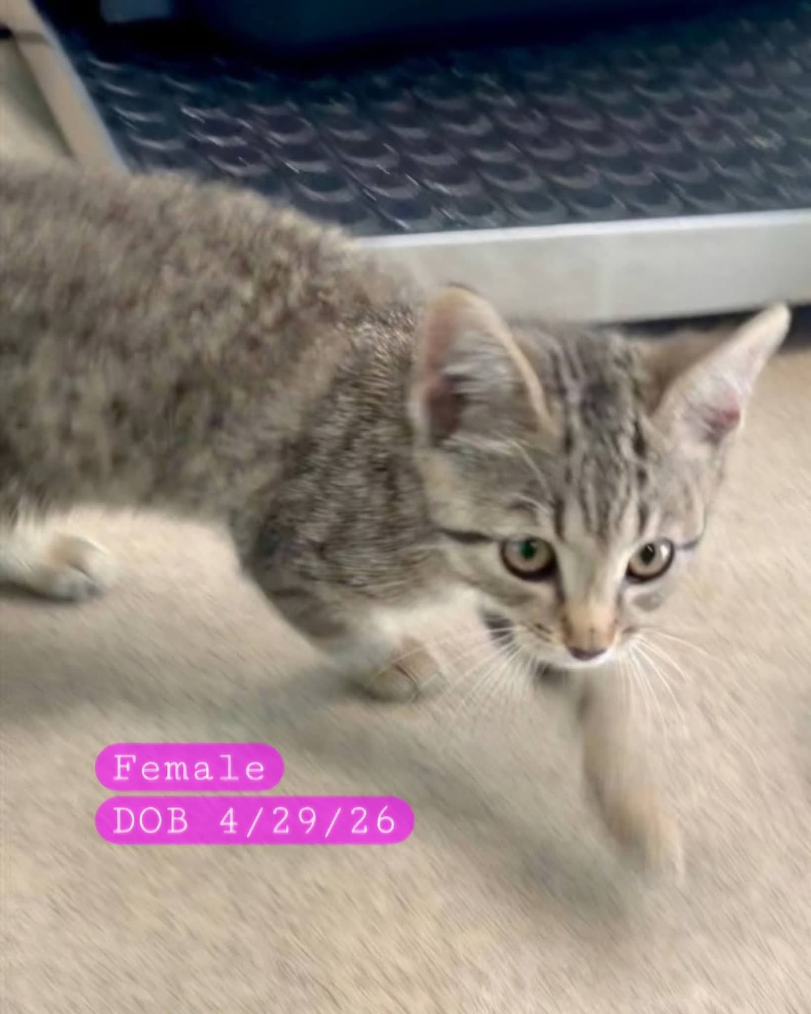 Grace - Domestic Short Hair