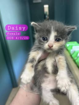 Daisy image 1