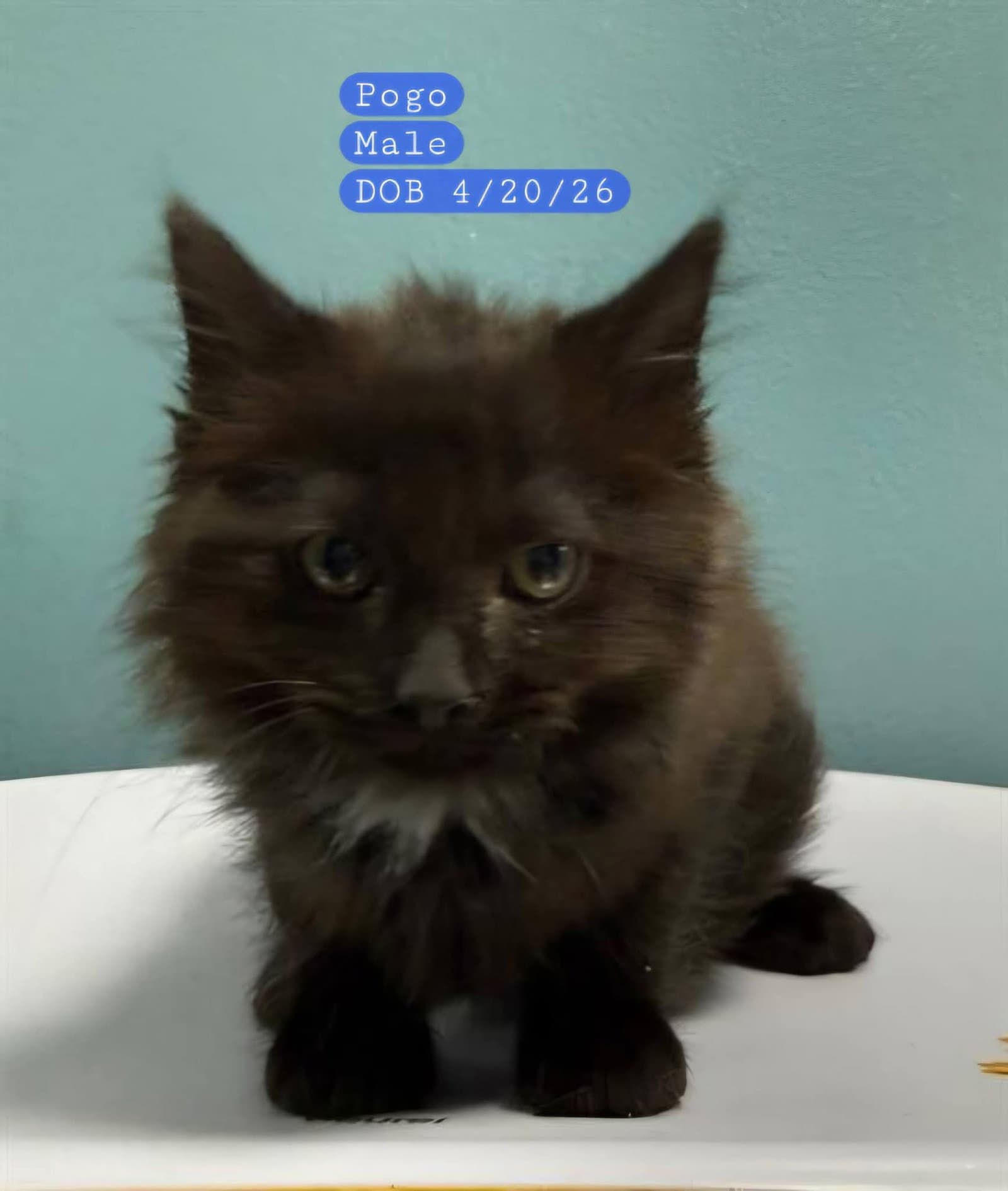 Pogo - Domestic Medium Hair