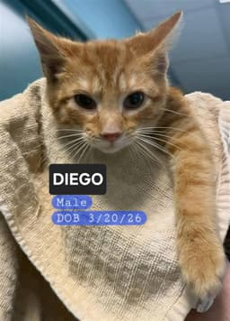 Diego image 1