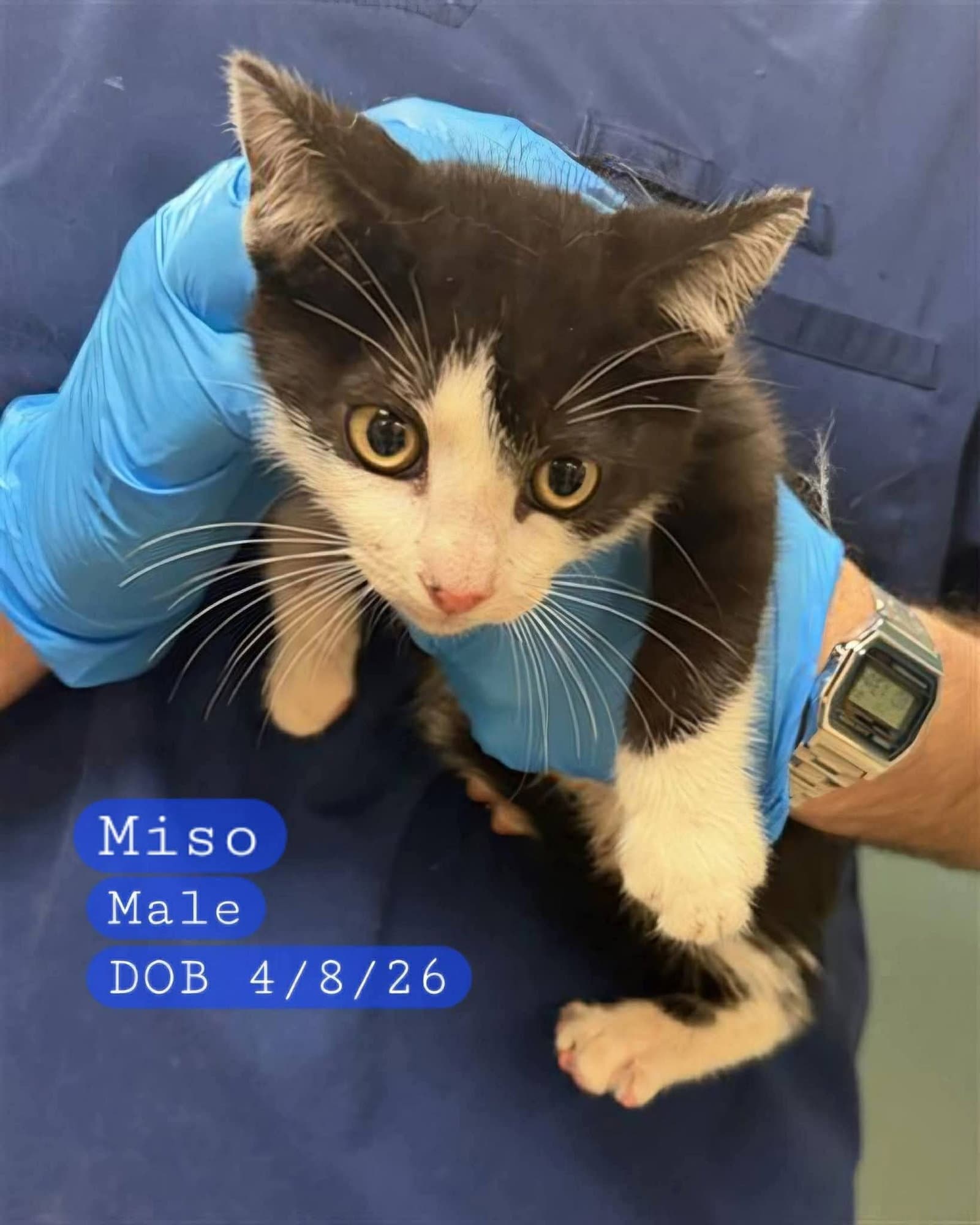 Miso - Domestic Short Hair