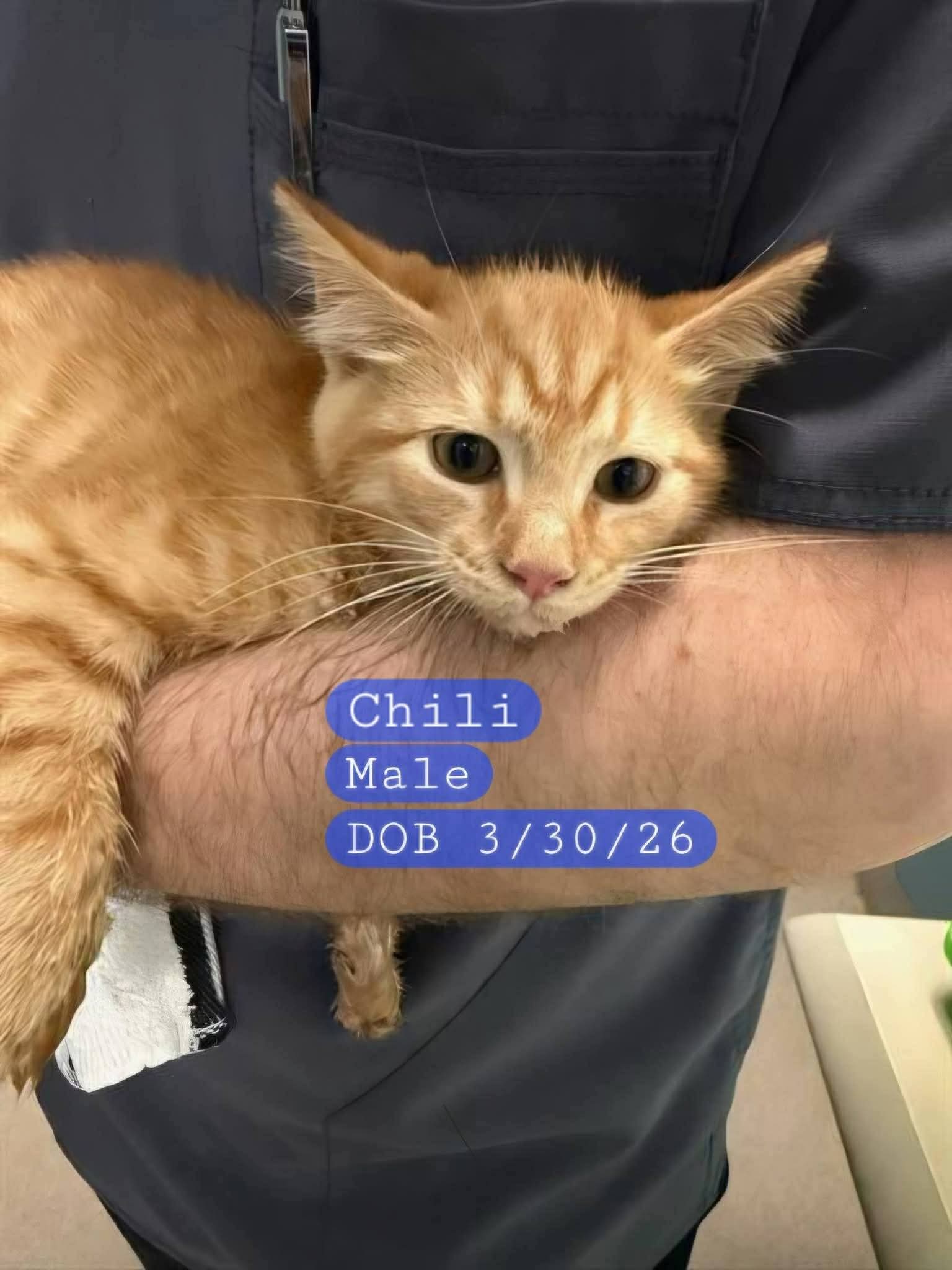 Chili - Domestic Short Hair