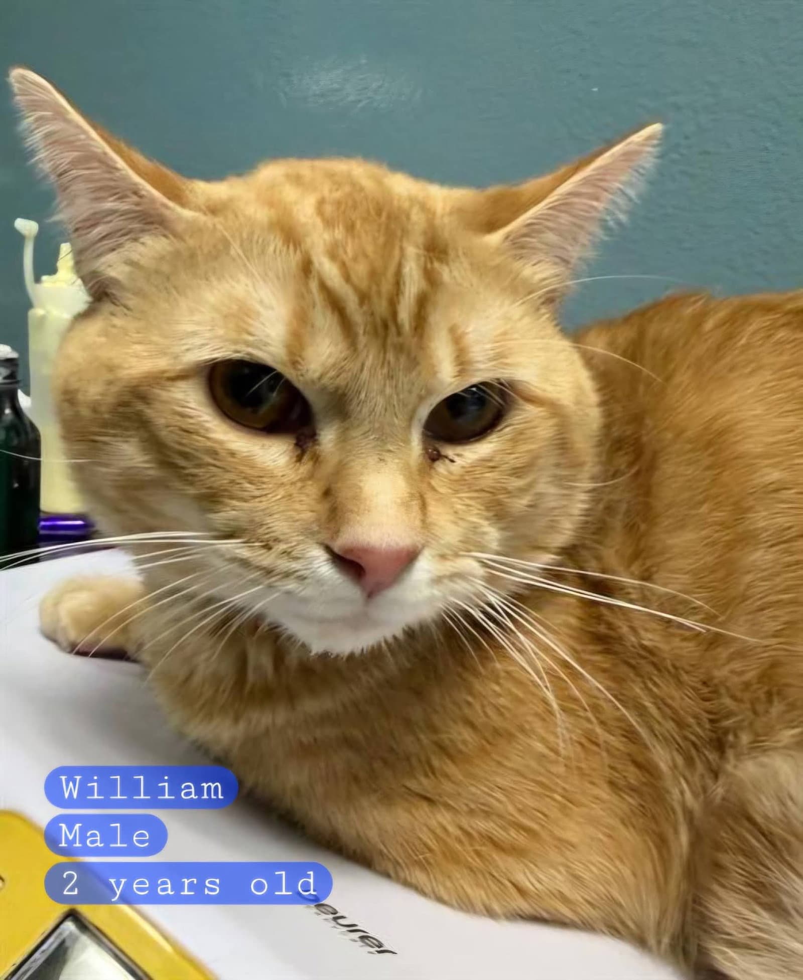 William - Domestic Short Hair