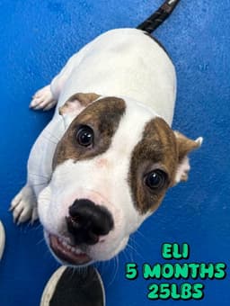 Elie image 1