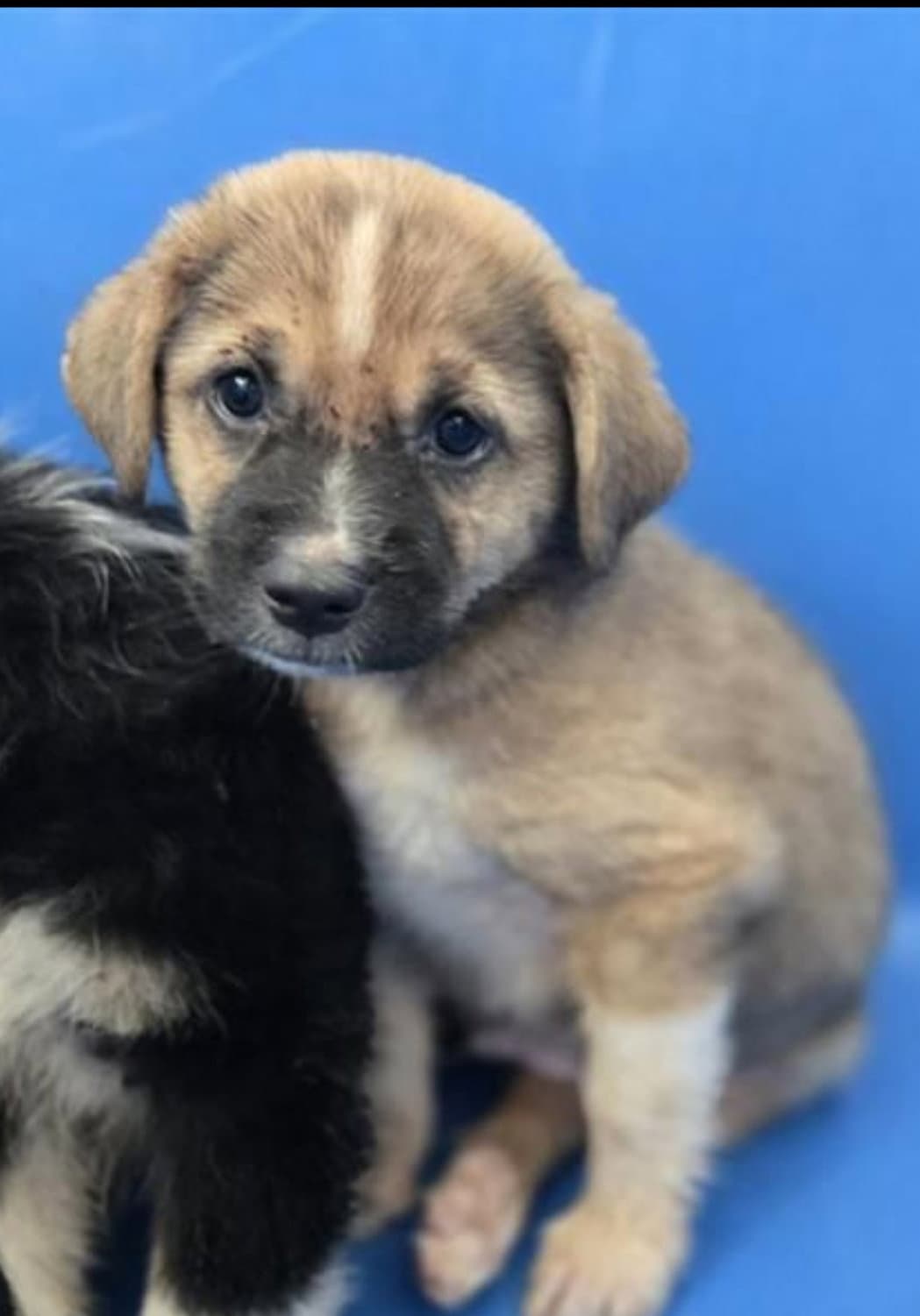 Sarge - Unknown