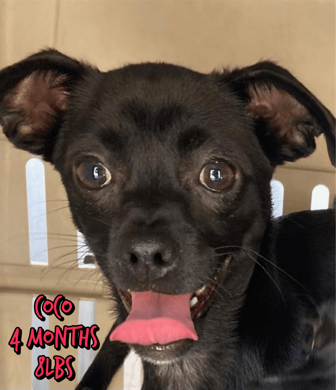 Coco - Chihuahua