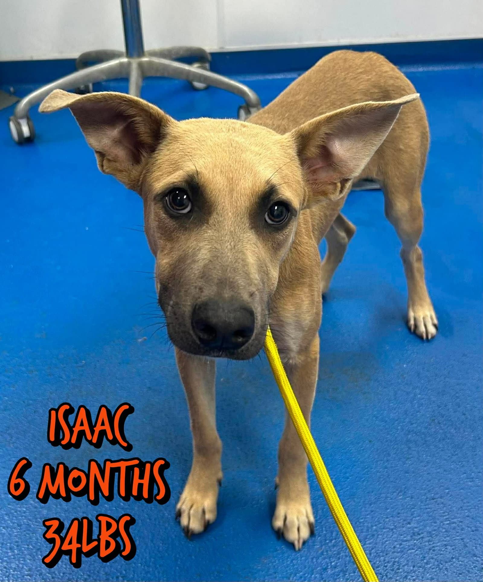 Isaac - Unknown