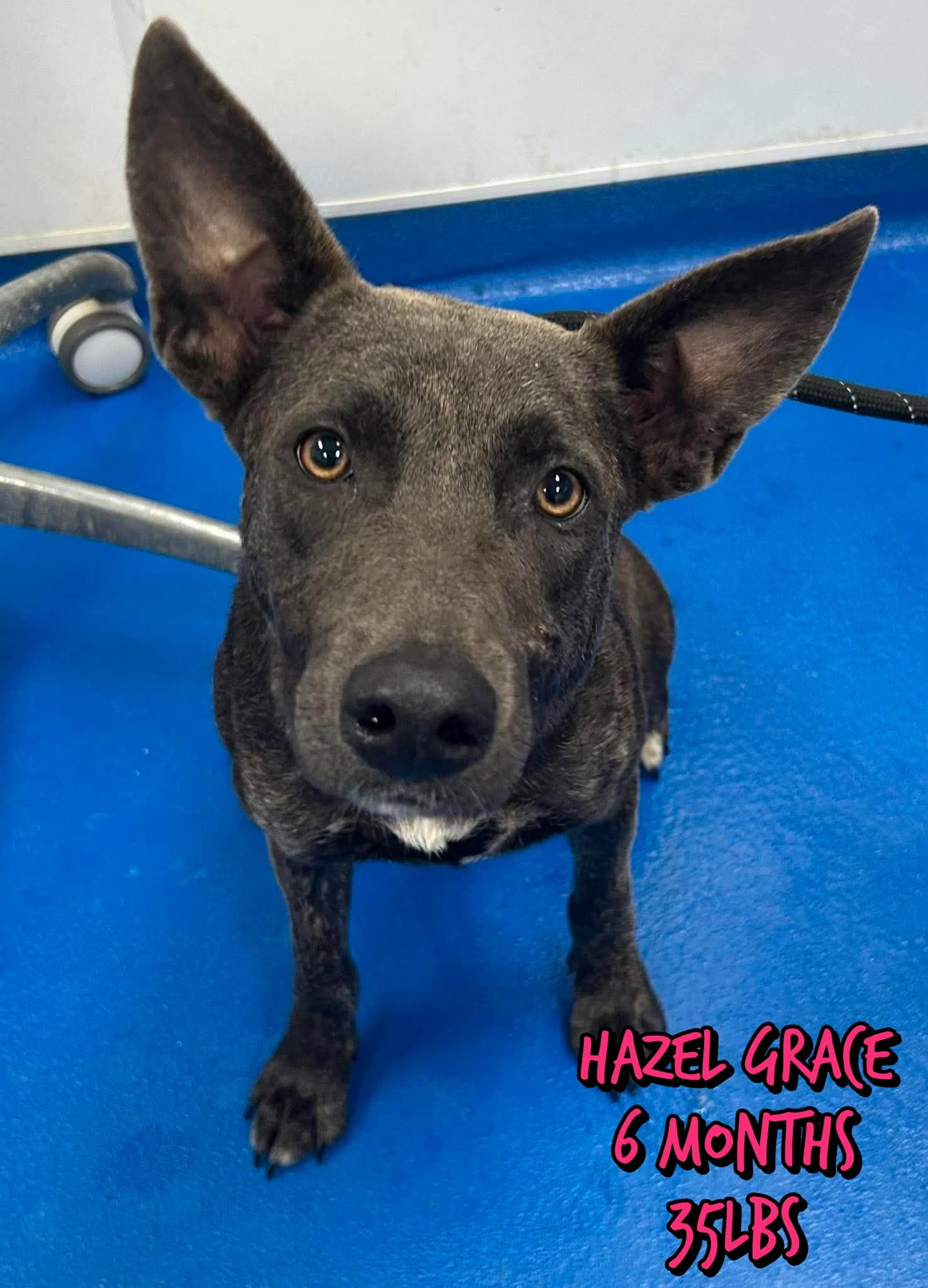 Hazel Grace - German Shepherd Dog