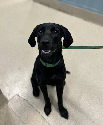 Lab - Labrador Retriever