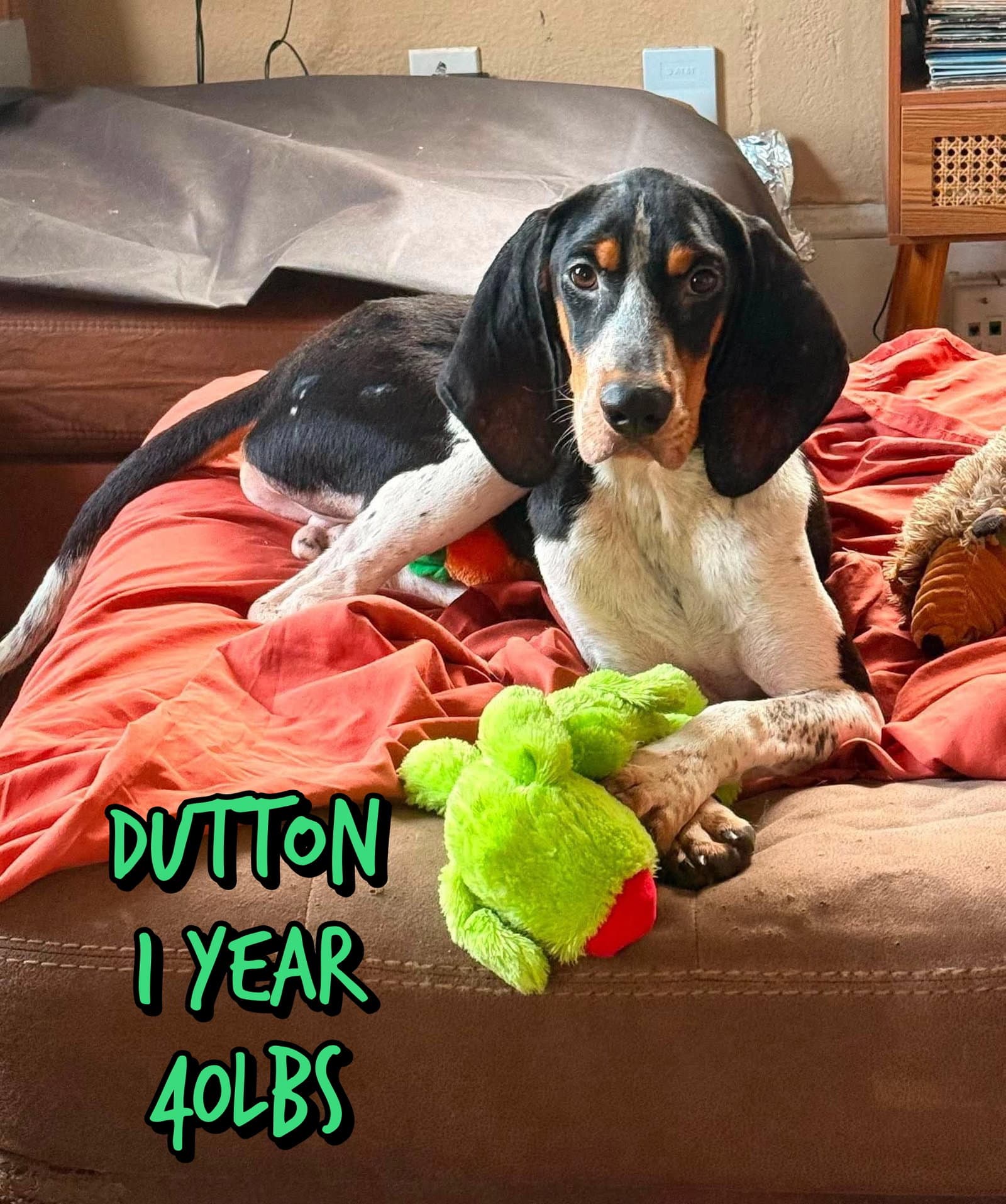 Dutton - Hound