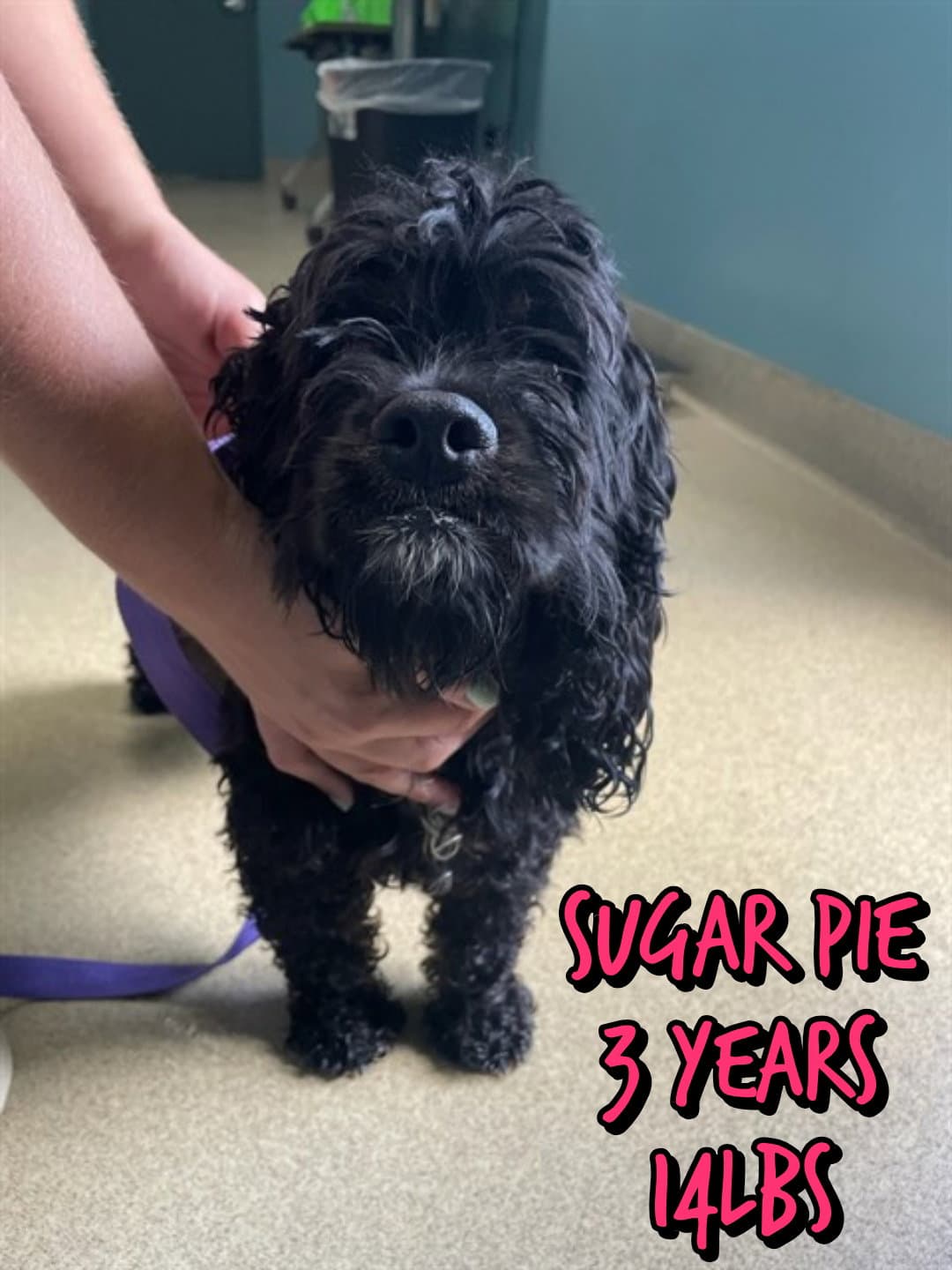 Sugar Pie - Unknown