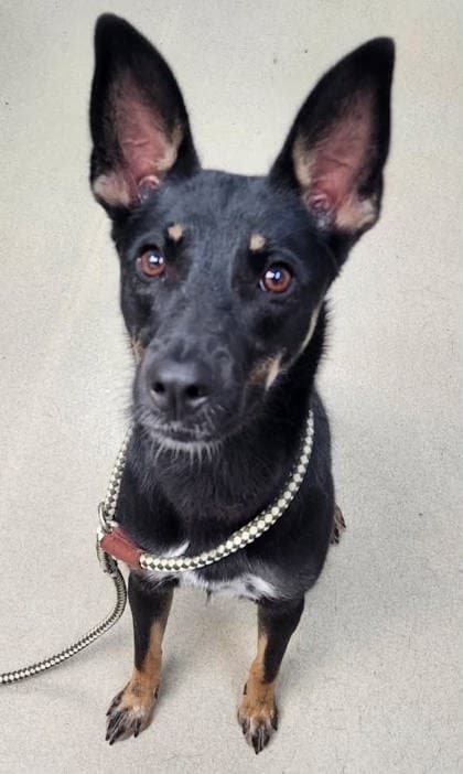 Bashful Bear - German Shepherd Dog