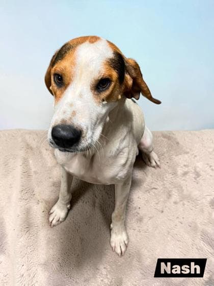 Nash - Coonhound