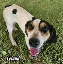 Leland image 1