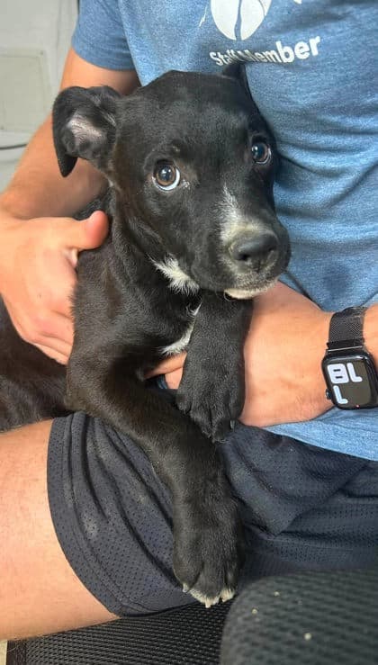 Graceland - Labrador Retriever