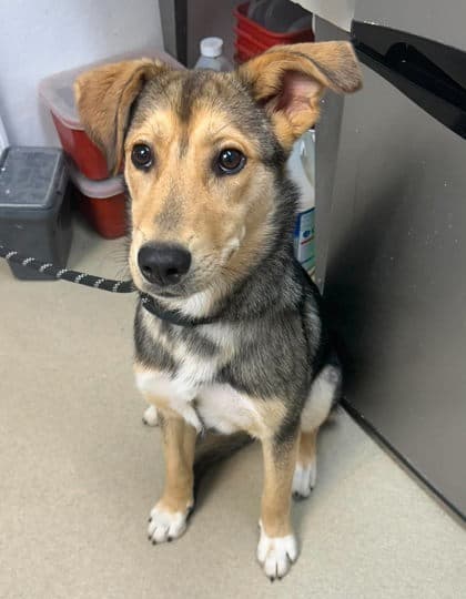 Tinkerbell - German Shepherd Dog