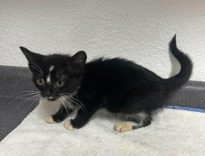 Brenda - Domestic Short Hair
