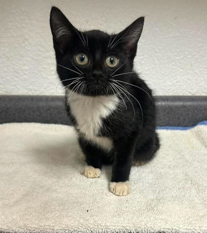 Dolly - Domestic Short Hair