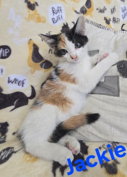 Jackie - Domestic Short Hair