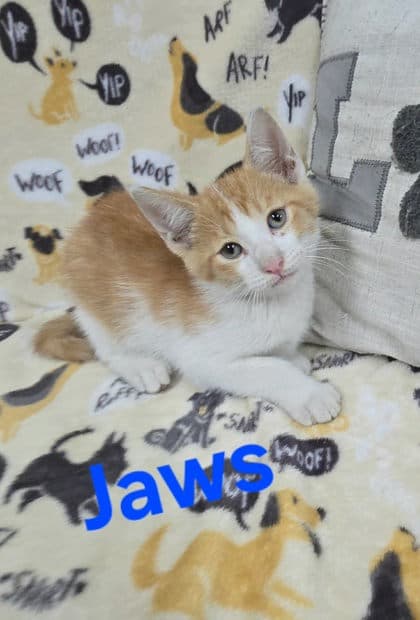 Jaws - Domestic Short Hair