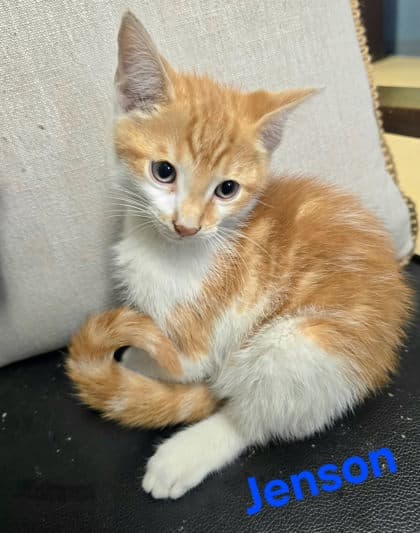 Jenson - Domestic Short Hair