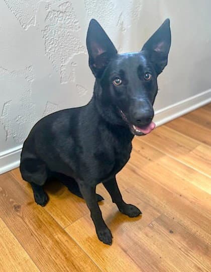 Shadow - Belgian Shepherd Malinois