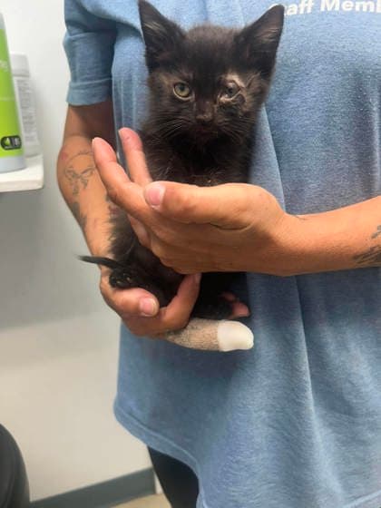 Sue Lee - Domestic Short Hair