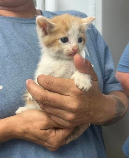 Sue Lee Foster - Domestic Short Hair