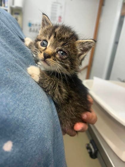 Sue Lee Foster - Domestic Short Hair